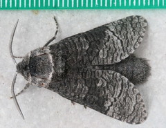 Acossus centerensis