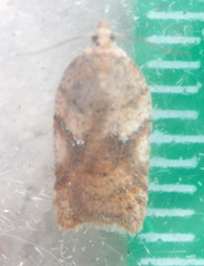 Acleris semiannula