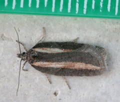 Acleris pulverosana