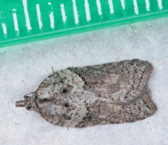 Acleris celiana