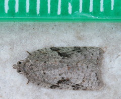 Acleris chalybeana
