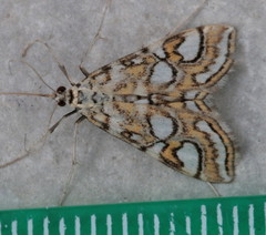 Elophila ekthlipsis
