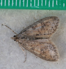 Palpita arsaltealis