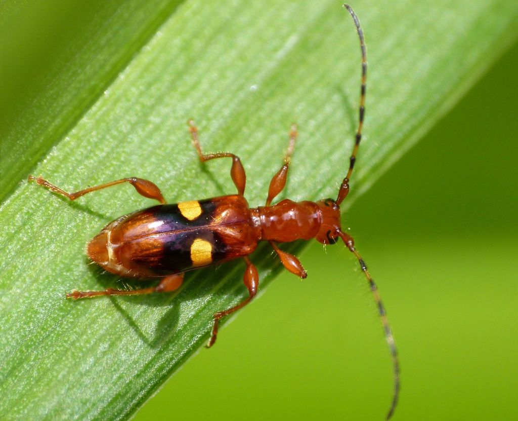 Zorion australe