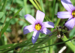 Sisyrinchium platense
