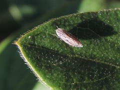 Flexamia