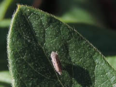 Flexamia