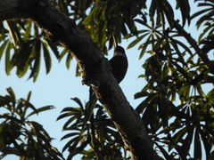 Galbula chalcothorax