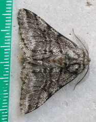 Lycia ursaria