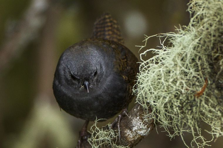 Paramo Tapaculo photo