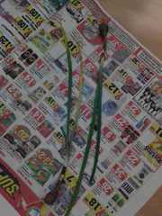 Zephyranthes candida