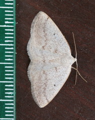 Lomographa glomeraria