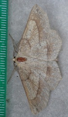 Euchlaena marginaria