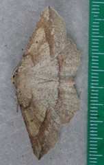 Euchlaena marginaria
