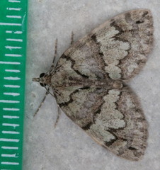 Hydriomena renunciata
