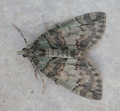 Hydriomena transfigurata