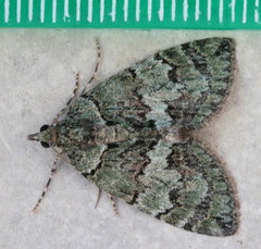 Hydriomena transfigurata