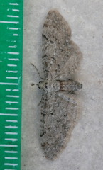 Eupithecia swettii