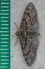 Eupithecia annulata
