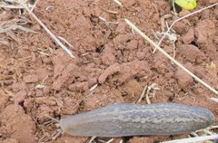 Phyllocaulis tuberculosus