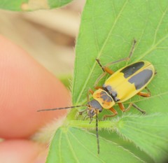 Chauliognathus flavipes