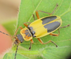 Chauliognathus flavipes