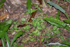 Coniophanes imperialis