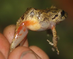 Pristimantis bogotensis