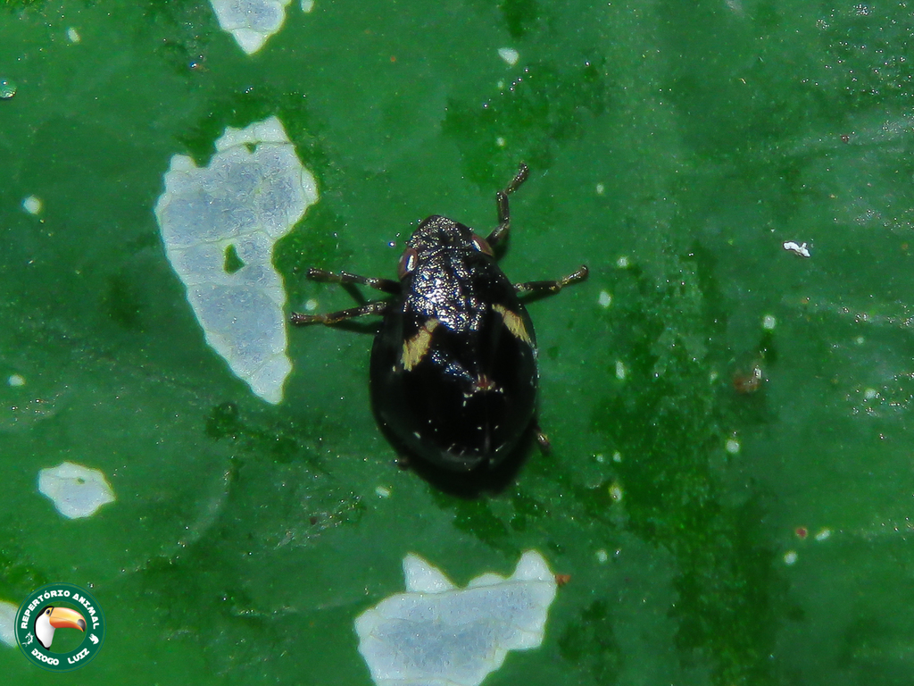 Orthorapha sphaerata