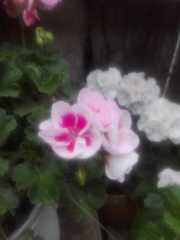 Pelargonium × hybridum