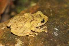 Pristimantis bogotensis