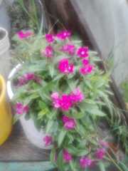 Dianthus