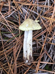 Tricholoma aestuans