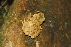 Pristimantis bogotensis