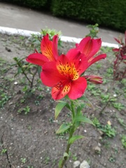 Alstroemeria
