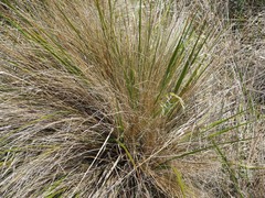 Anthoxanthum redolens