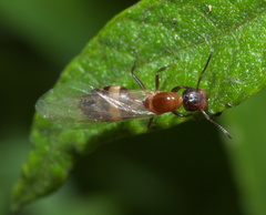 Colobopsis impressa