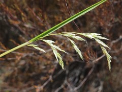 Anthoxanthum redolens