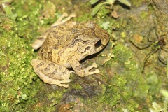 Pristimantis bogotensis