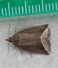 Capis curvata