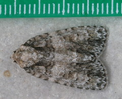 Acronicta increta