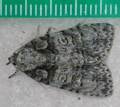 Acronicta increta