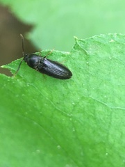 Eucnemidae
