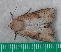 Apamea alia