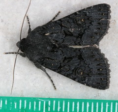 Apamea impulsa