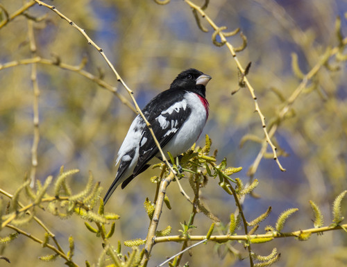 Rose-breasted Grosbeak, photo 8 of 10
