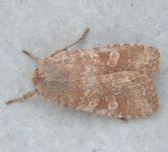 Lithophane semiusta