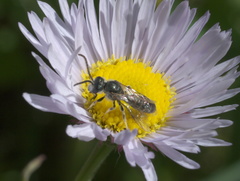 Halictus virgatellus