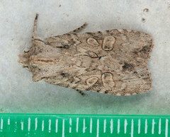 Lithophane disposita