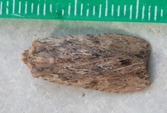 Lithophane hemina